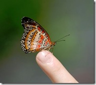 butterfly_finger